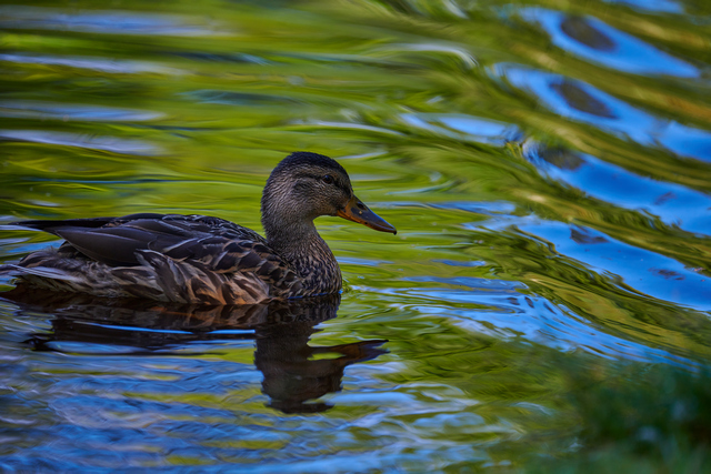 Nikon Z 400mm f4.5_2w.jpg