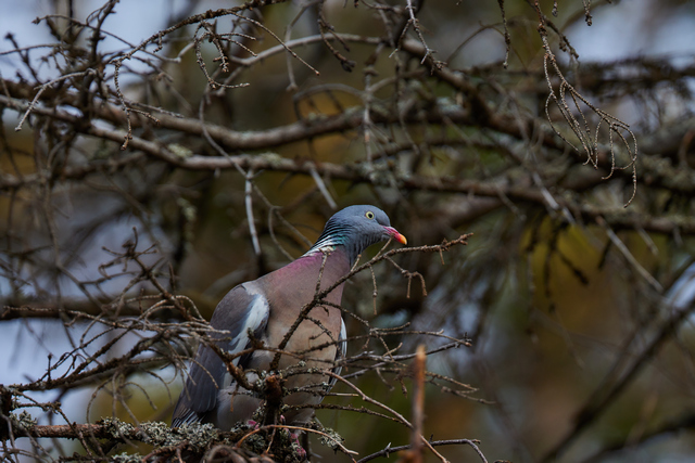 Canon RF 1200 f8_14w.jpg