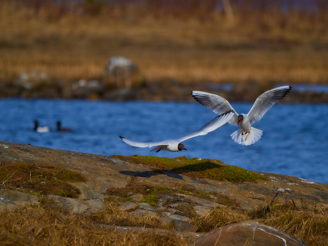 Olympus 150-400mm_17w.jpg