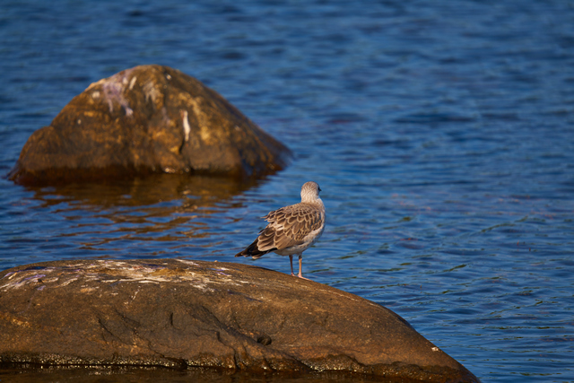 Sigma 150-600 DN_13w.jpg