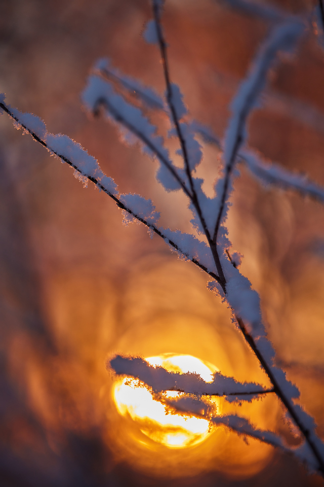 Canon RF 135 f1.8_13w.jpg