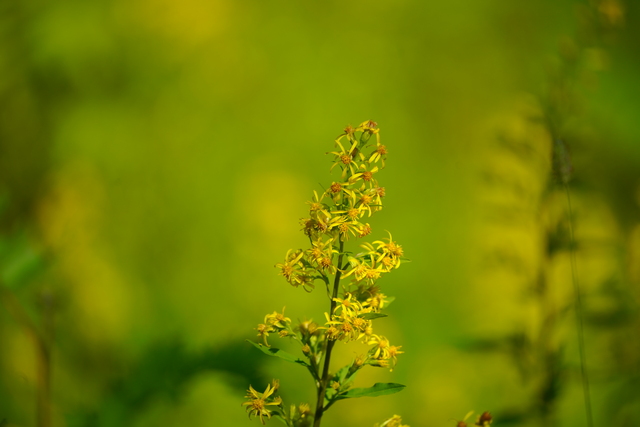 sony_fe_200 600mm_22w.jpg