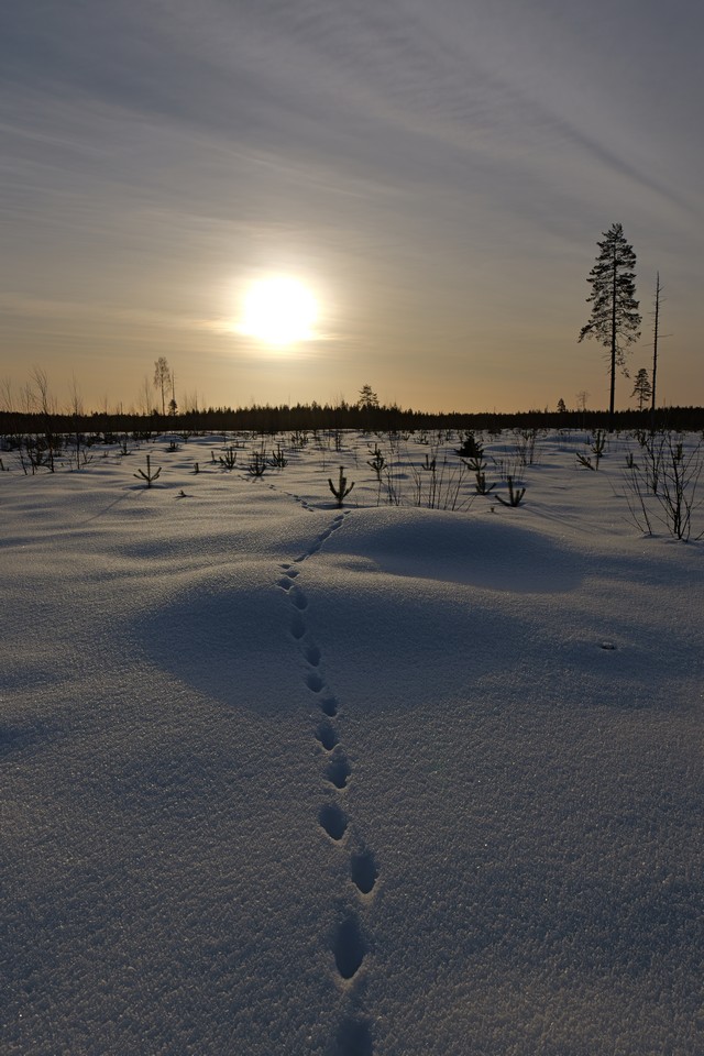 Panasonic S5 II_12w.jpg