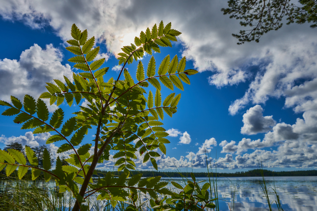 Sony 15mm f1.4_19w.jpg