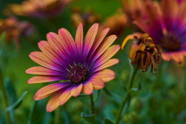 Laowa 100mm macro_5.jpg