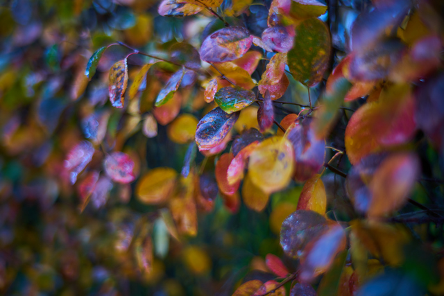 Laowa 35mm f0.95_16w.jpg