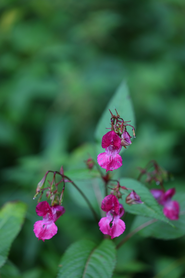 Canon EOS R5_20w.jpg