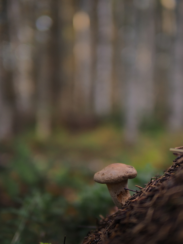 Om System OM5_9w.jpg