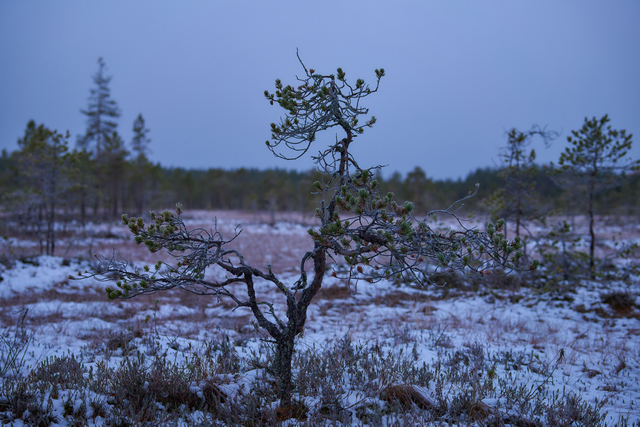 Samyang 50mm f1.4 II_2w.jpg