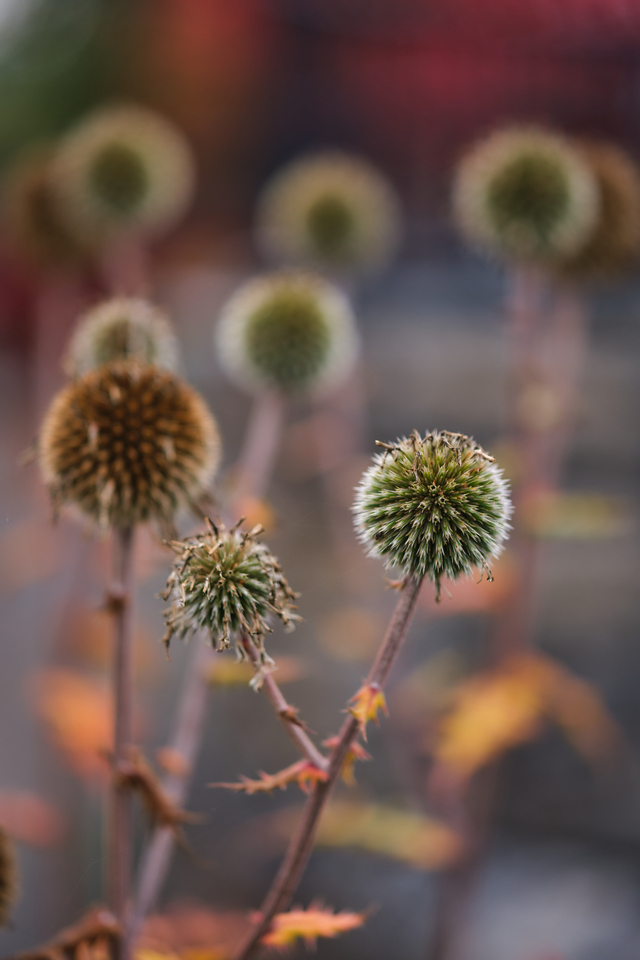 Fujfilm X-H2_19w.jpg