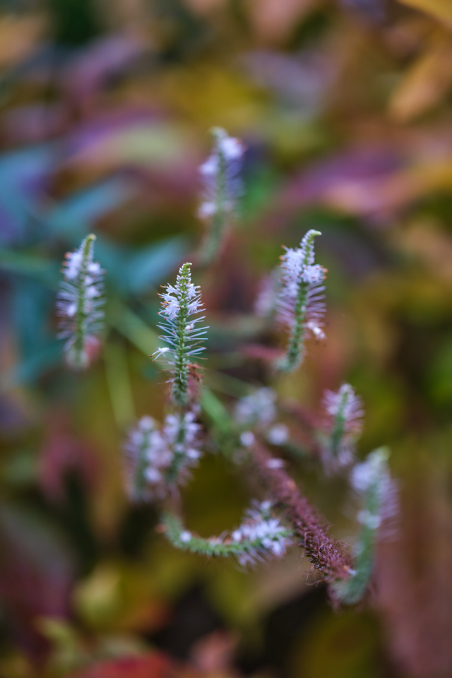 Fujfilm X-H2_18w.jpg