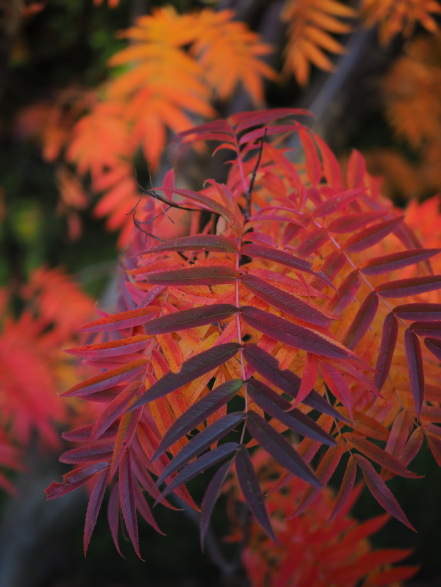 Om System OM5_22w.jpg