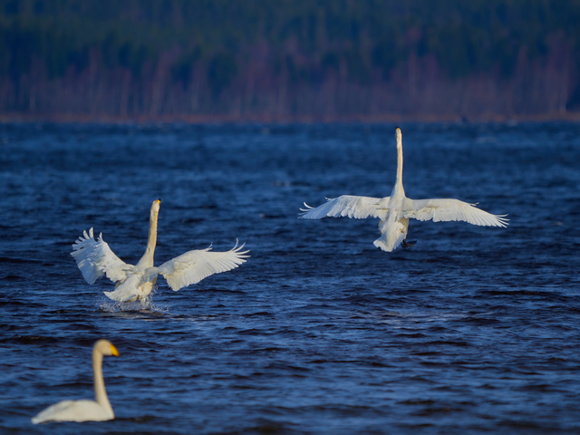 Olympus 150-400mm_15w.jpg