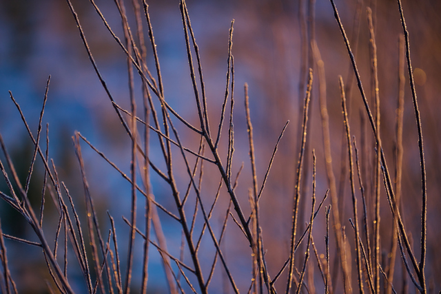 Nikon Z 100_400mm_15w.jpg