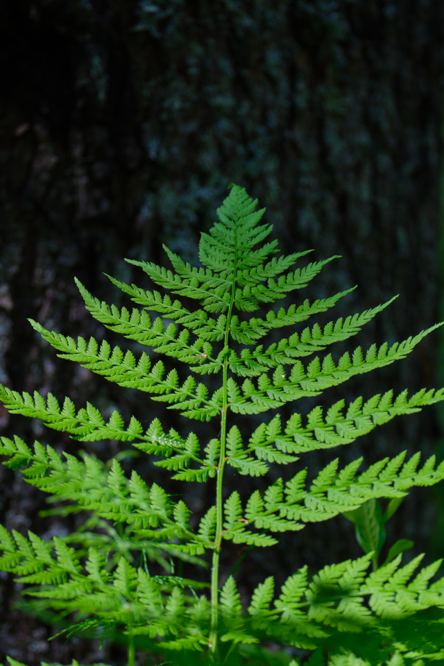 Fujifilm XF 150-600_3w.jpg