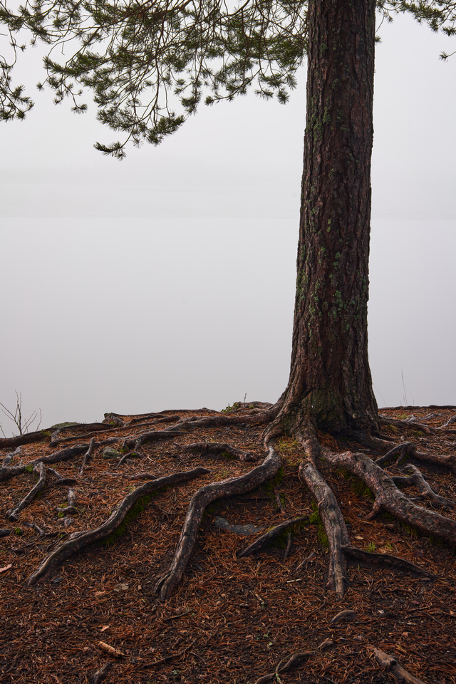 Samyang 50mm f1.4 II_6w.jpg