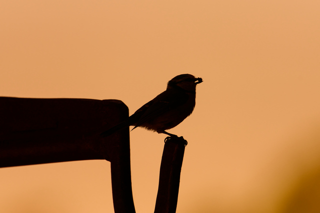 Tamron 150-300_8w.jpg