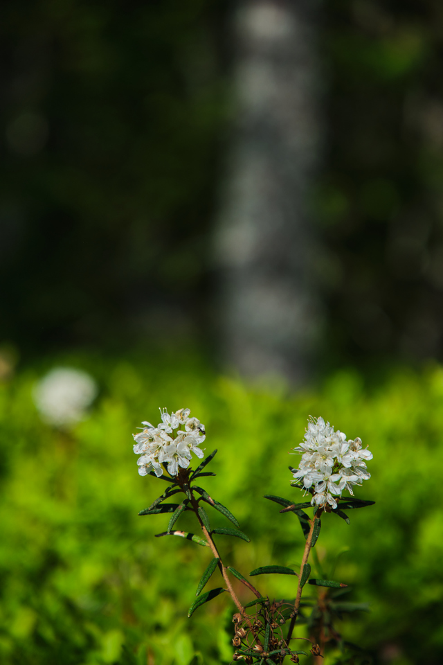 Tamron 17-70 f2.8 XF_23w.jpg