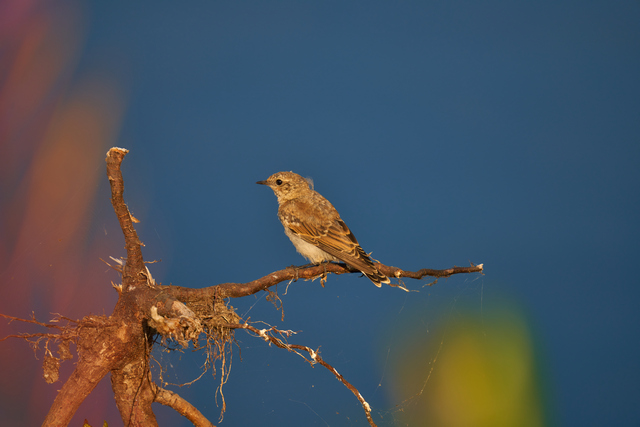 Sigma 150-600 DN_6w.jpg