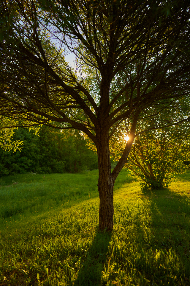 Tamron 28-200 sony_9w.jpg