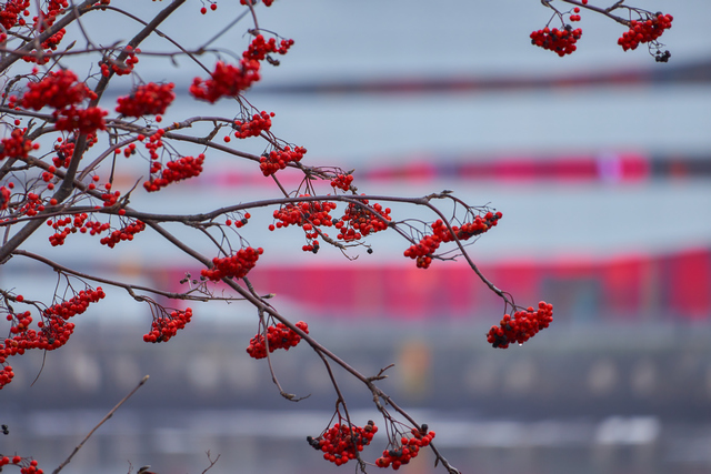 Sony E 70-350 G OSS_14w.jpg