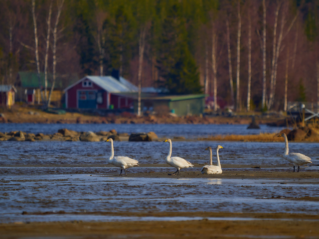Olympus 150-400mm_11w.jpg