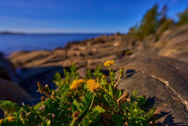 Sony 14mm f1.8_17w.jpg