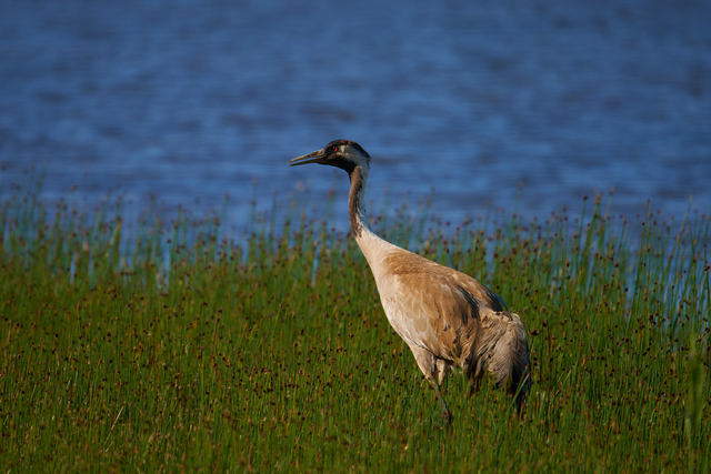 Tamron 150-300_3w.jpg