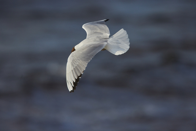 Canon RF 1200 f8_8w.jpg