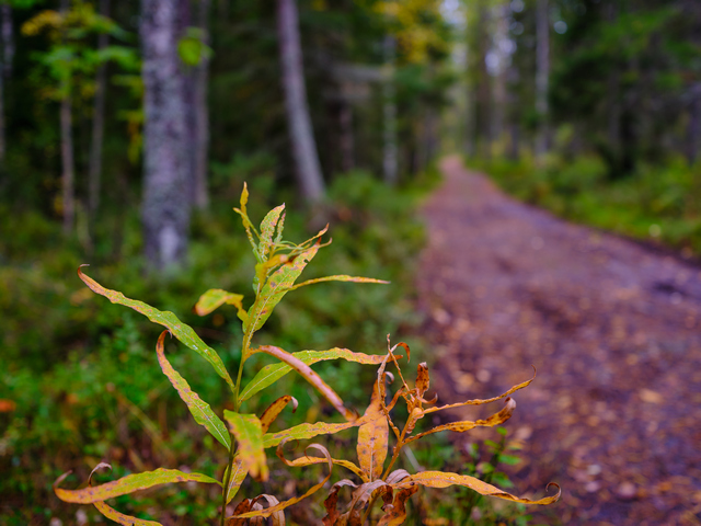 Fujifilm GFX 50s II_12w.jpg