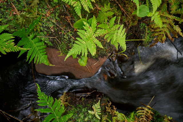 Laowa 24mm PeriProbe_4w.jpg