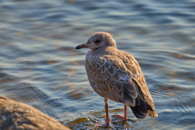 Sigma 150-600 DN_12w.jpg