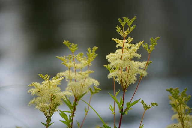 sony_fe_200 600mm_33w.jpg