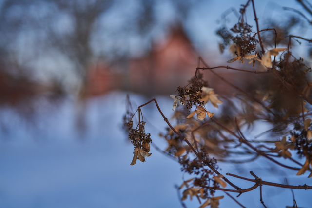 Samyang V-AF 75mm f1.8_12w.jpg