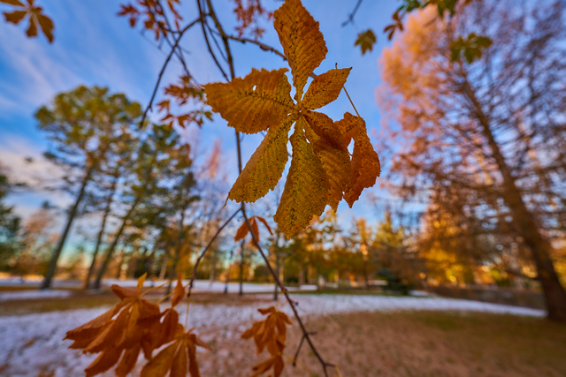 Sony 12-24 f2.8_5w.jpg