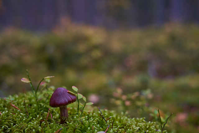 Voigtländer 35mm f1.2_22w.jpg