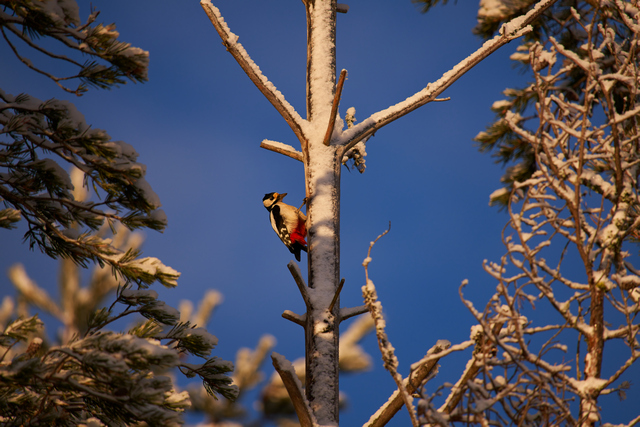 Sigma 60-600mm DN_23w.jpg