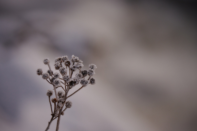 nikon z50 250 dx_47w.jpg