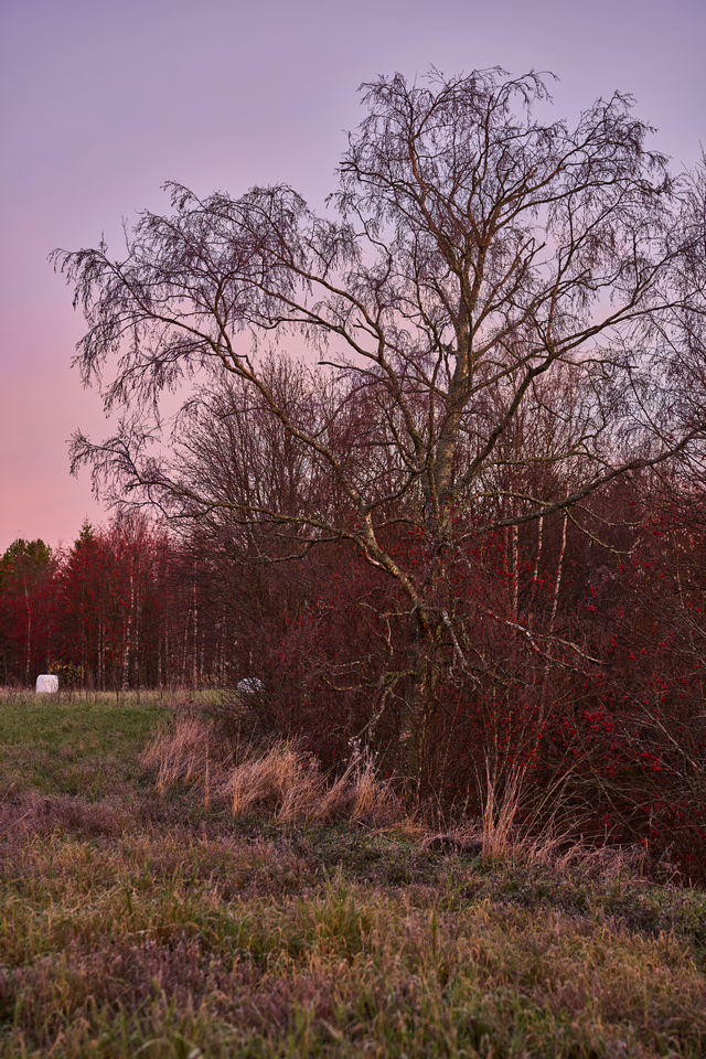 Samyang 50mm f1.4 II_29w.jpg