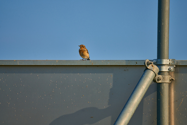 Sigma 150-600 DN_18w.jpg