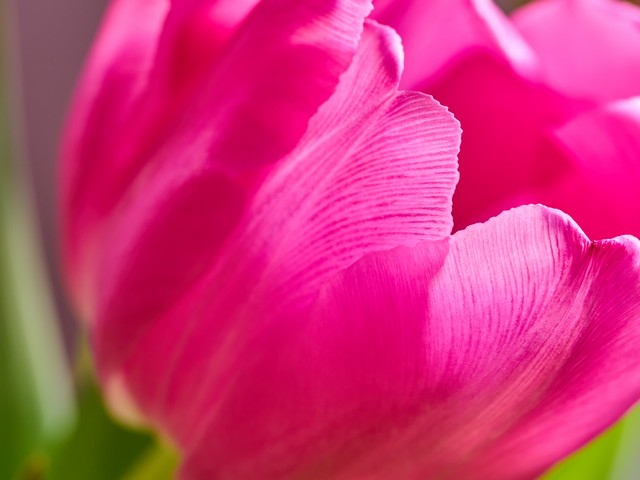 OM System 90mm macro_5w.jpg