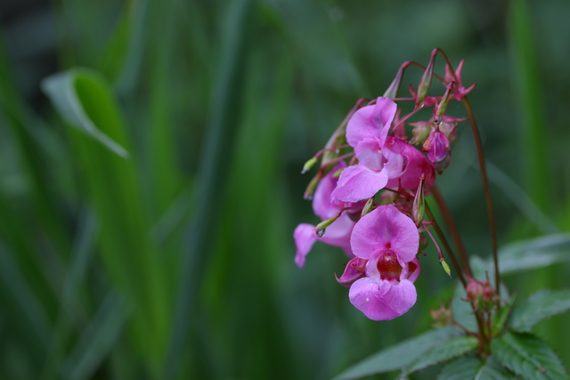 Canon RF 100-500_6w.jpg