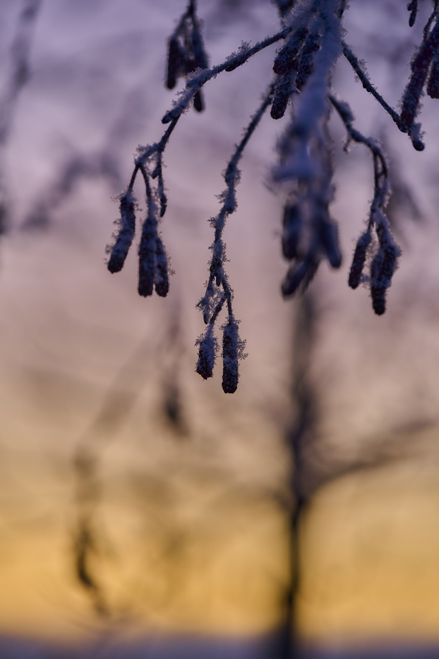 Nikon Z 24-120mm_32w.jpg