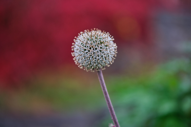 Fujfilm X-H2_20w.jpg