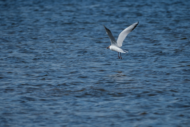 Fujifilm X-H2s_11w.jpg