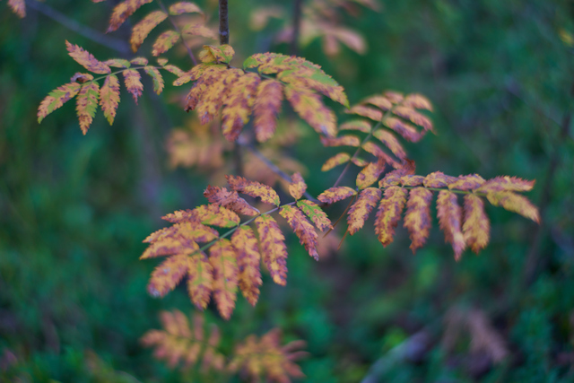 Voigtländer 35mm f1.2_3w.jpg