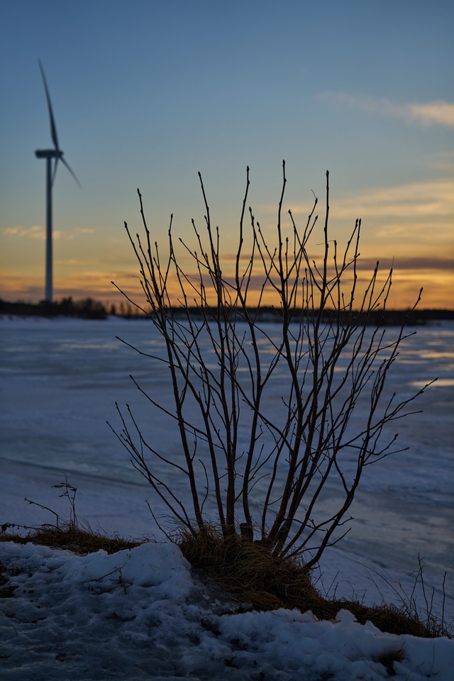 Sigma 50mm f1.4 DN_8w.jpg