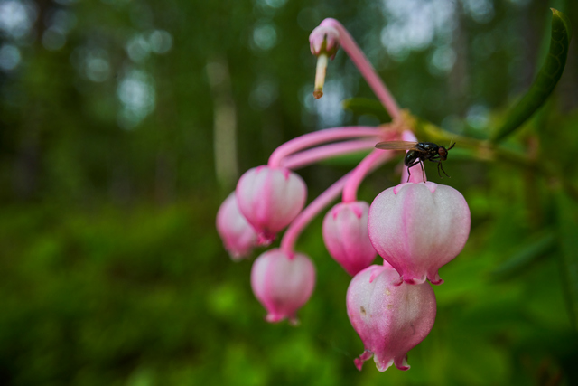 Laowa 24mm f14 probe_9w.jpg