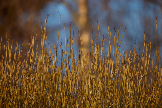 Canon RF 800 f11_2w.jpg