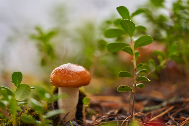 Voigtländer Macro 110mm_8w.jpg